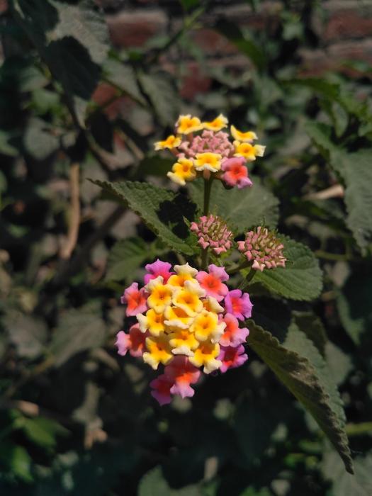 Flower Flora Nature