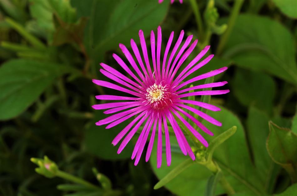 Flower Purple Violet