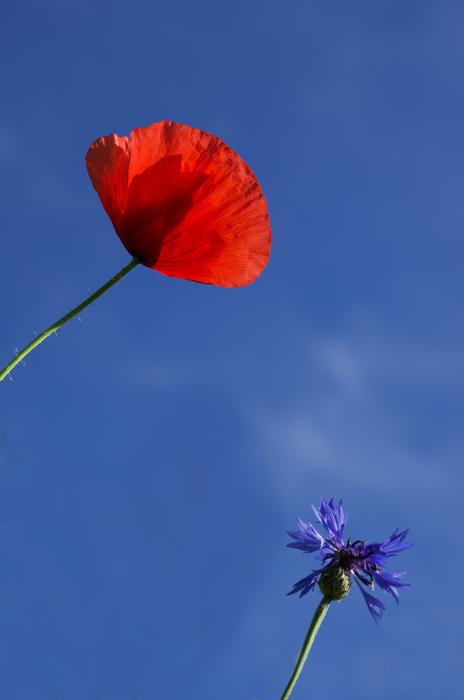 Wolf Poppy Cornflower