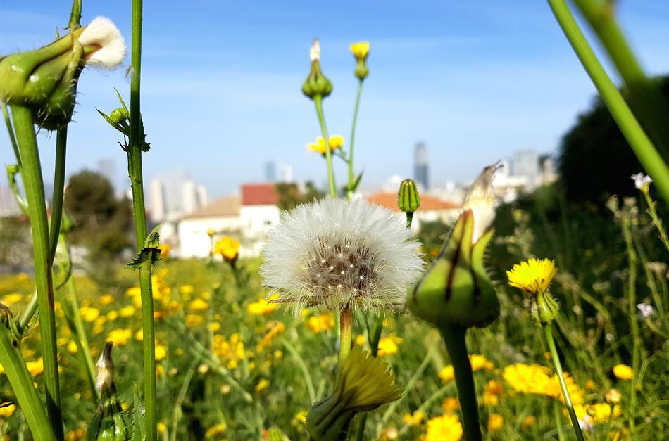 Nature Flower Flora