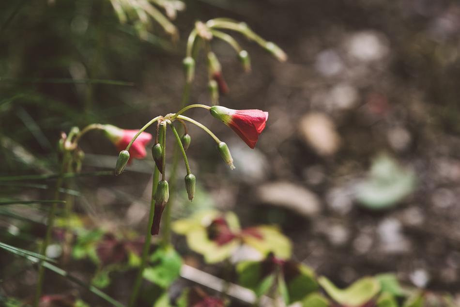 Plant Flower Blossom