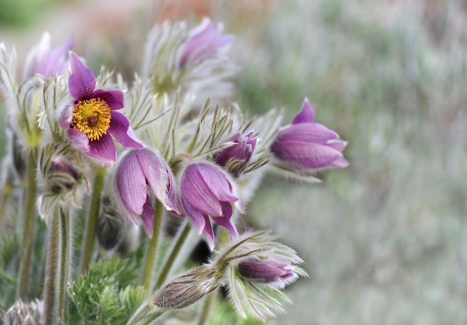 the spiky pink flowers in the field
