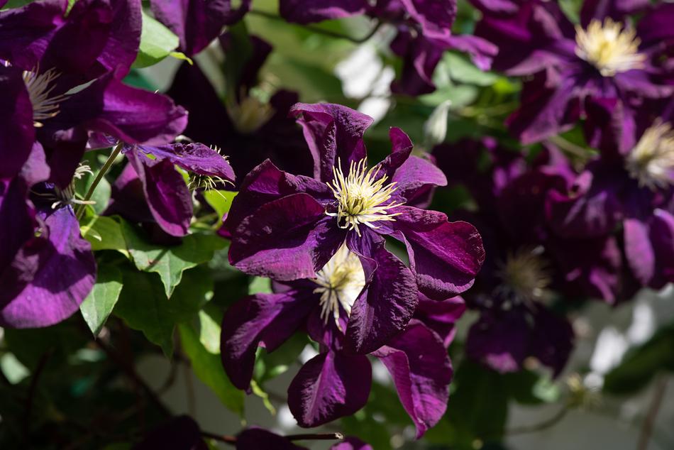 clematis is not ordinary