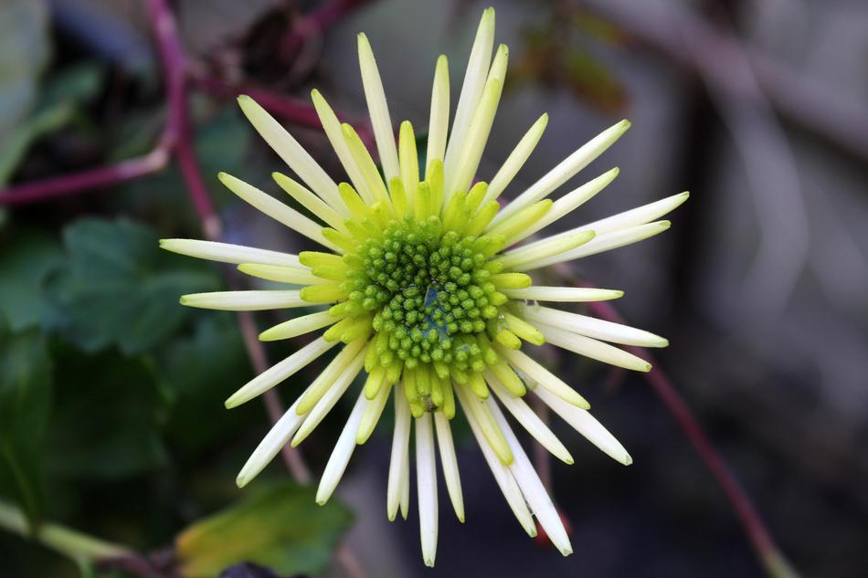 flower plant fall