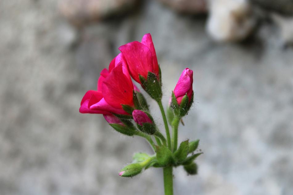 Geranium The Blossoming Of Flower