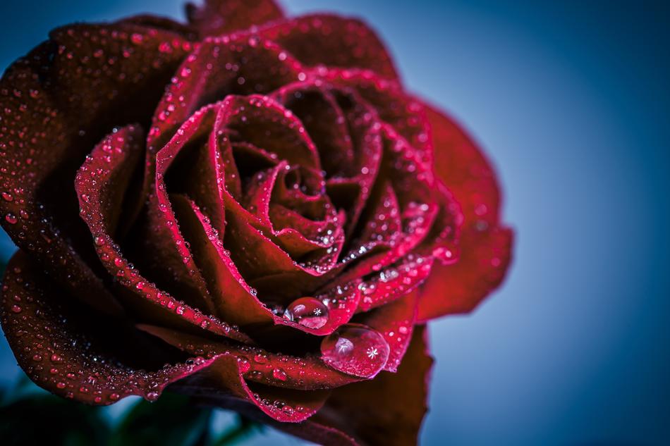 Flower Rose Romance