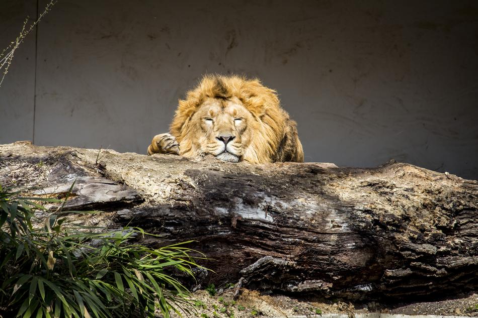 Nature Animal World Cat