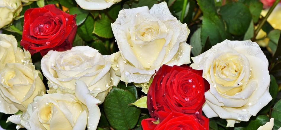 Roses Rose Arrangement Bloom