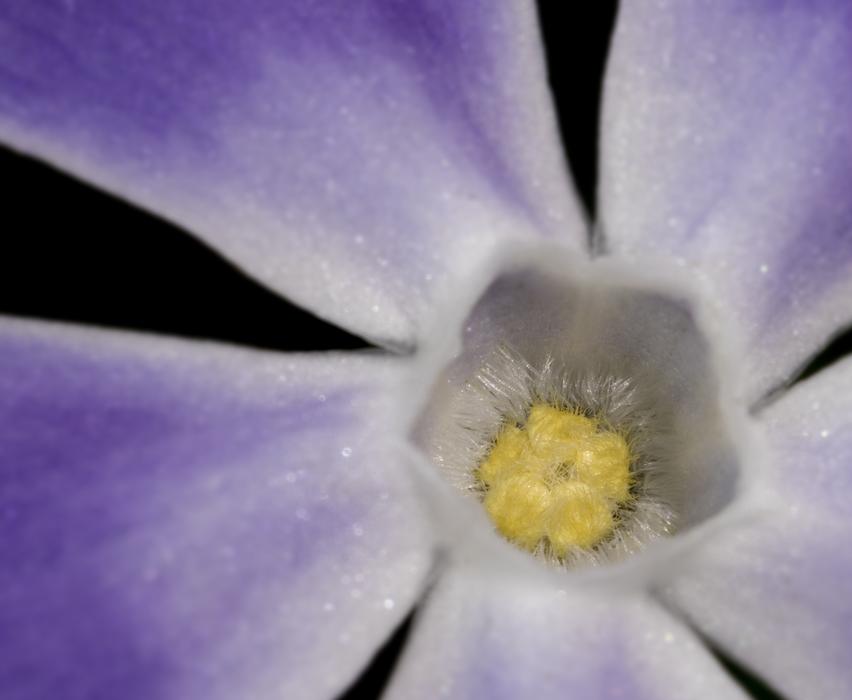 Flower Flora Petal