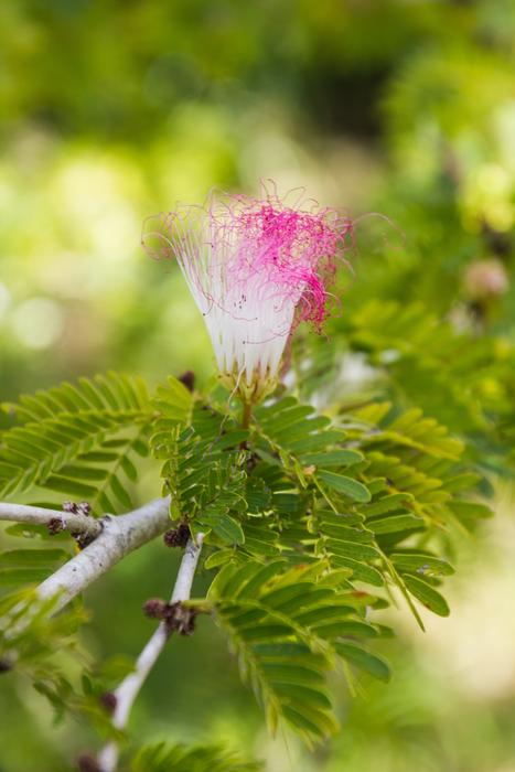 Nature Plant Leaf