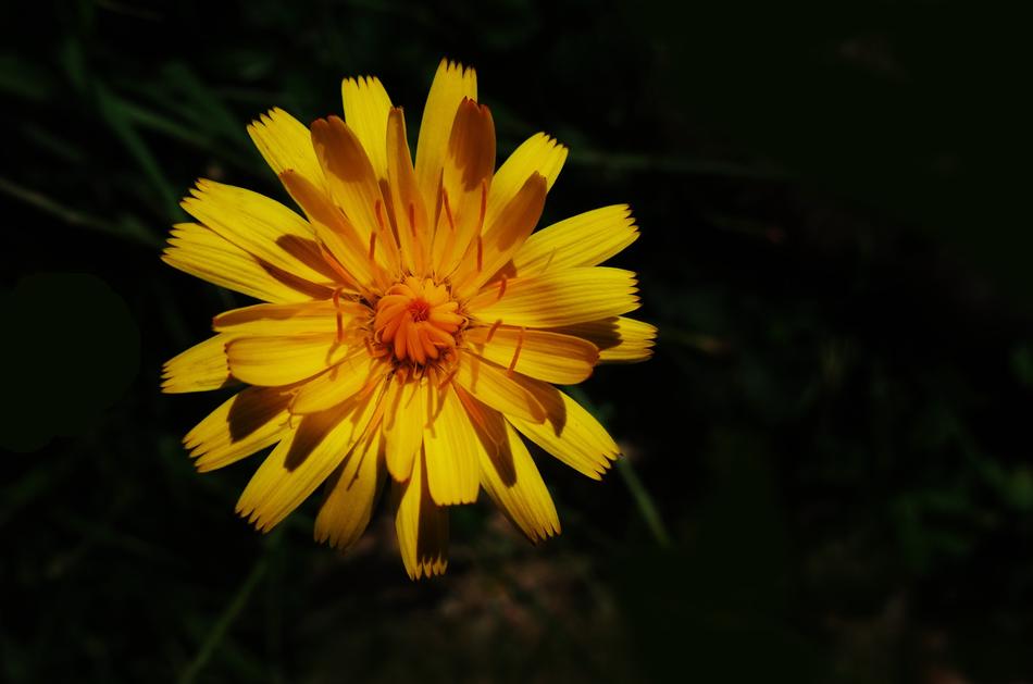 Nature Flower Bloom Rugged