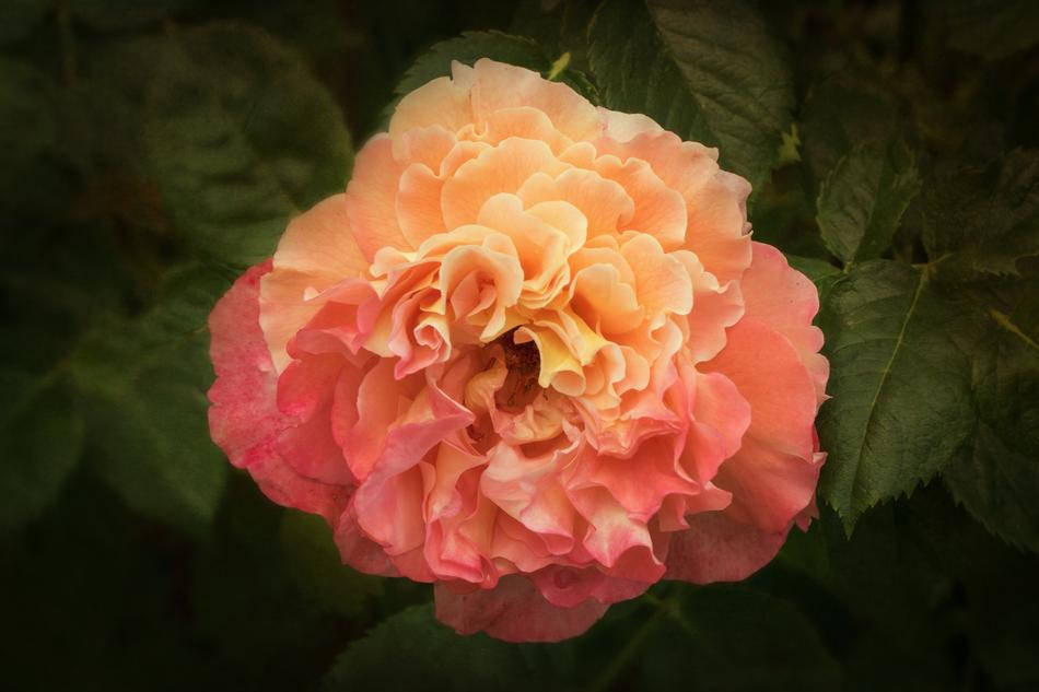 Nature Roses Rosaceae My Garden