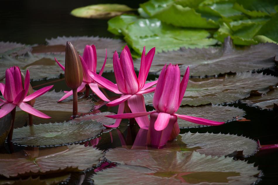 Water Lily Plant Pond Aquatic