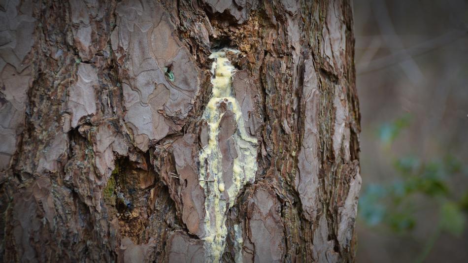 yellow spot tree view