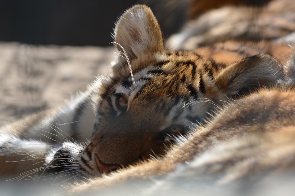 Tiger Nature Animal World