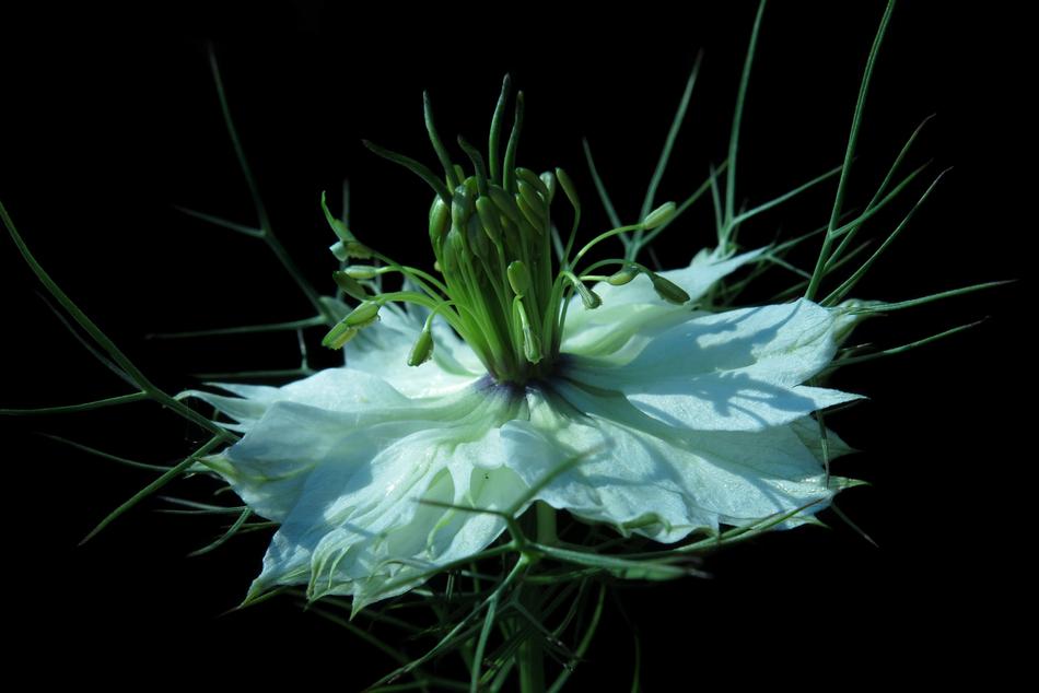 Black Cumin Virgin In The Green