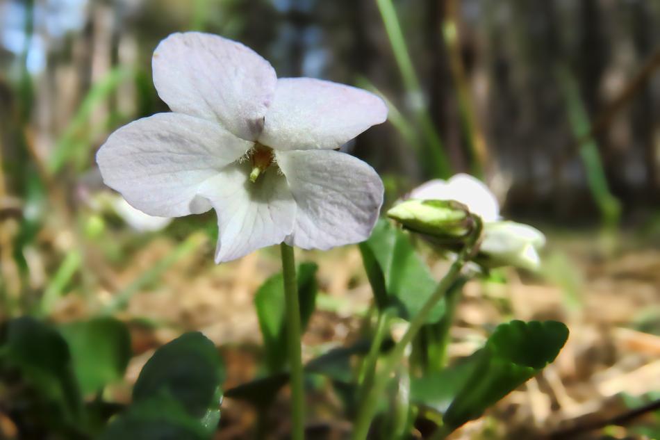 Nature Flower Violet White Violets