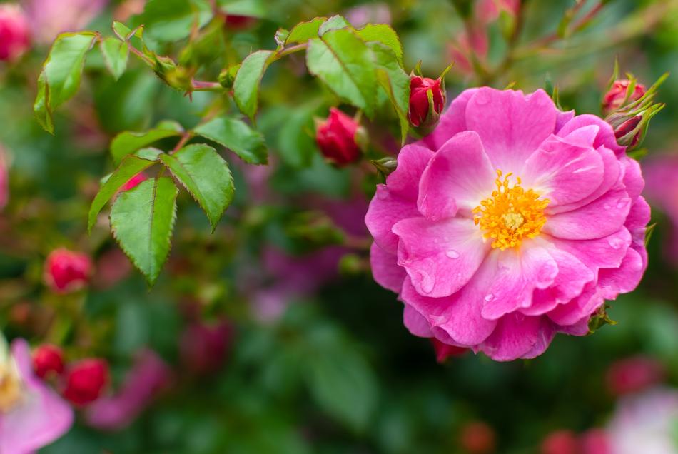 Flower Pink Drop