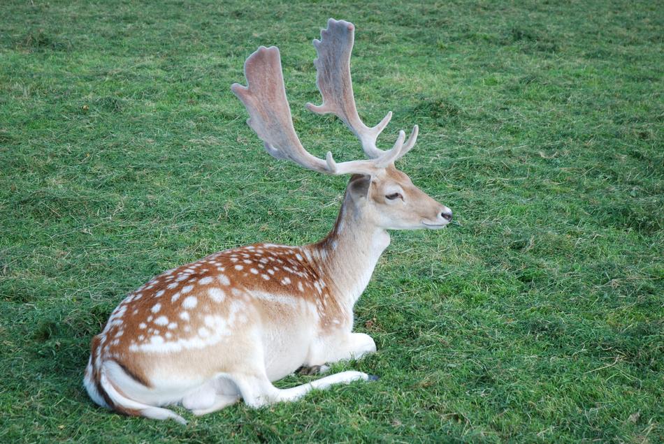 Grass Hirsch Nature