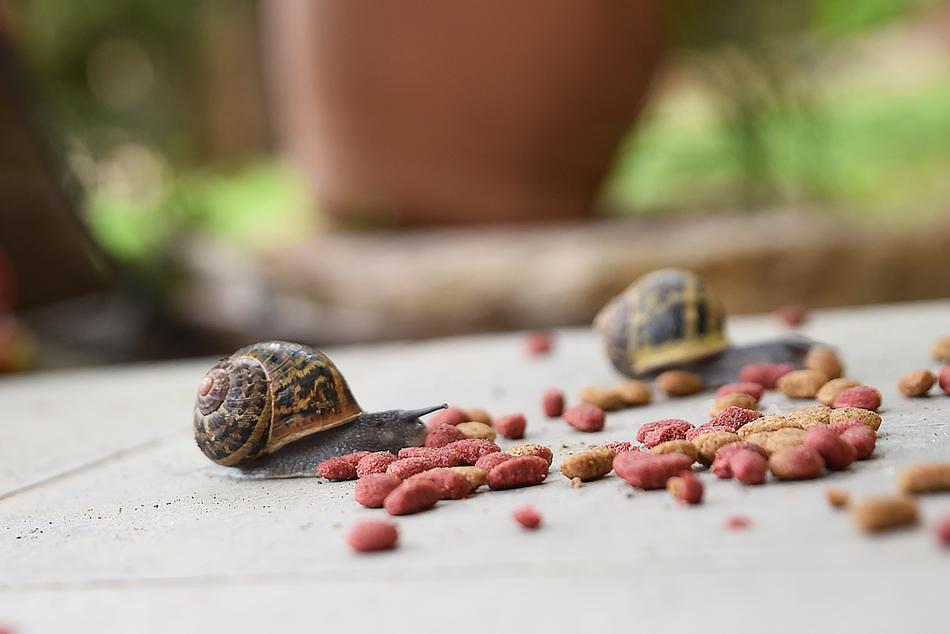 scattered berries with snails