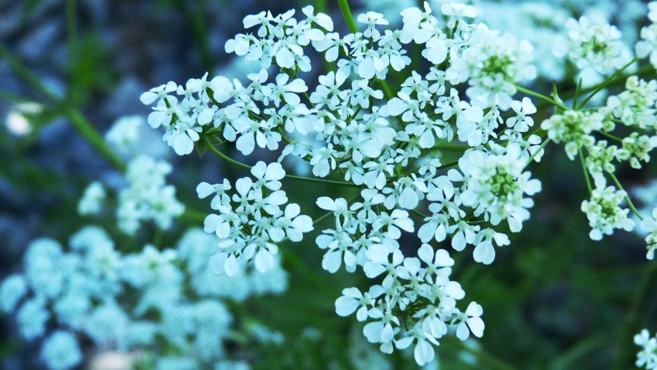 Flower Nature Tree