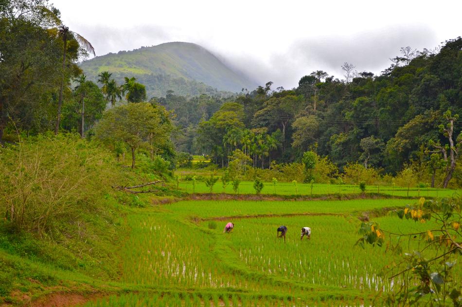 Nature Landscape Agriculture