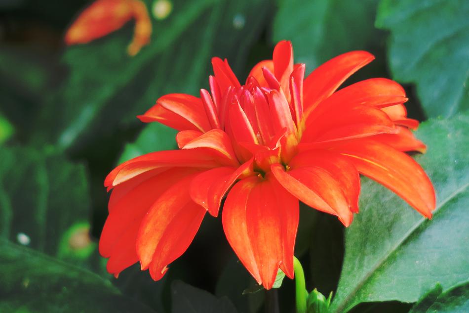 Nature Flower Plant
