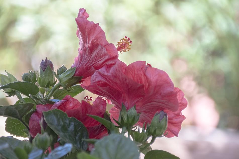 Nature Flower Flora