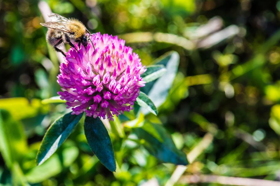 Bee Flower Blossom