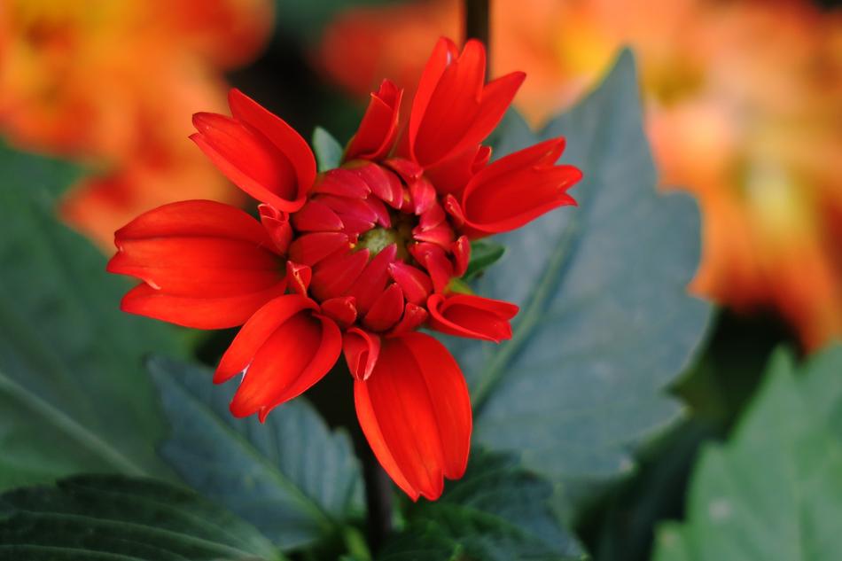 Nature Flower Plant