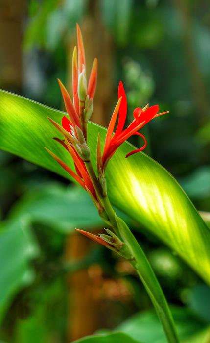 Bird Of Paradise Strelitzia Flora