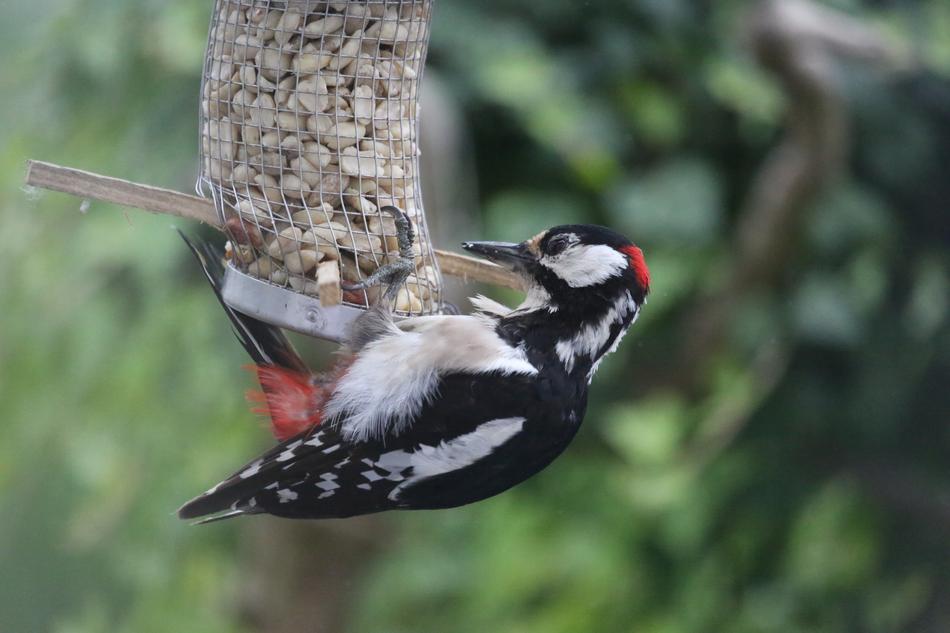 Nature Animal World Bird