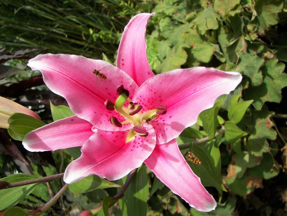Flower Nature Plant