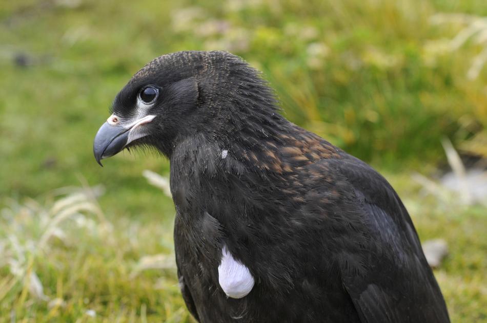 Animal World Nature Bird
