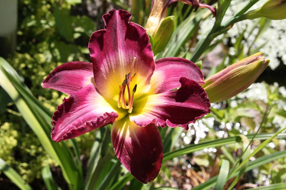 Flower Nature Plant