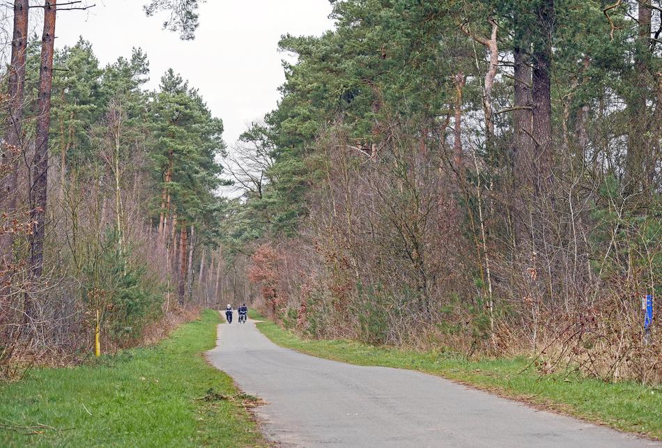 woodland road