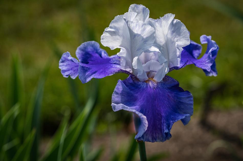 Iris White-Blue Flower Presby