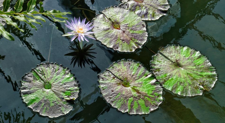Victoria Amazonica Water Lily
