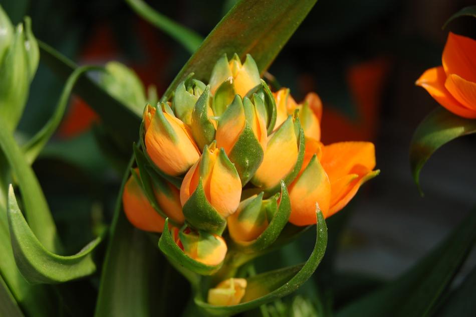 a bud of beautiful yellow flowers