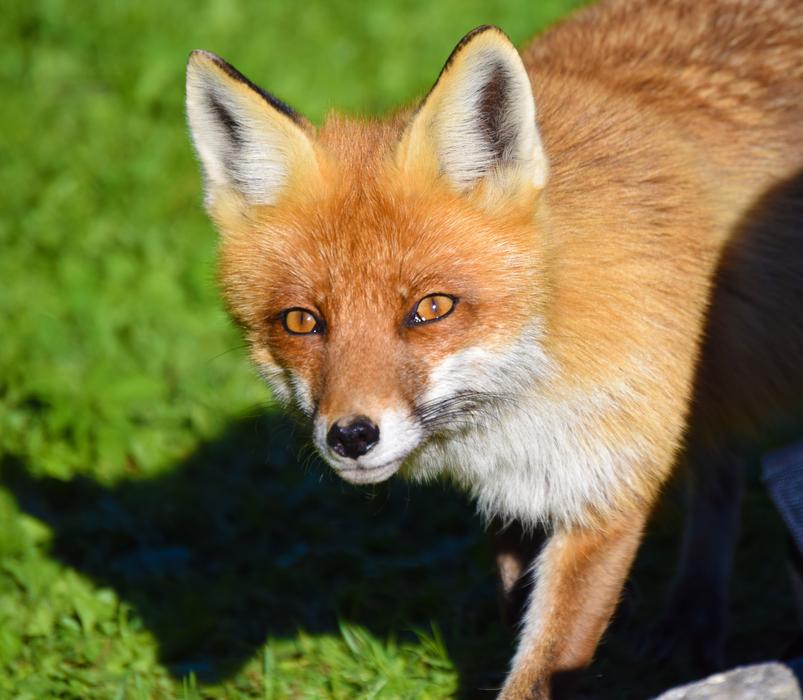 Fox Animal Canine free image download