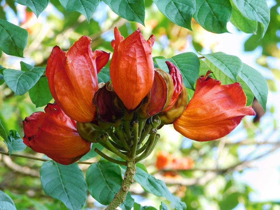 red plants are beautiful