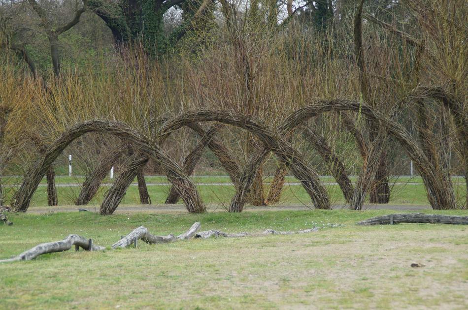 Graze Woven Wattle