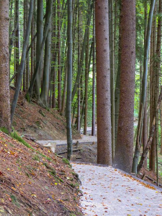 forest with a road in the park