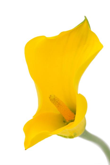 Calla Dragons Wurz Palustris
