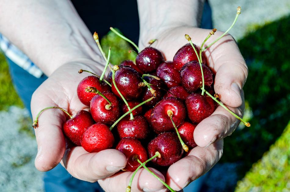 Cherry Drupe Useful Plant