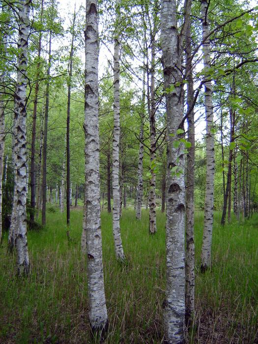 Wood Nature Landscape