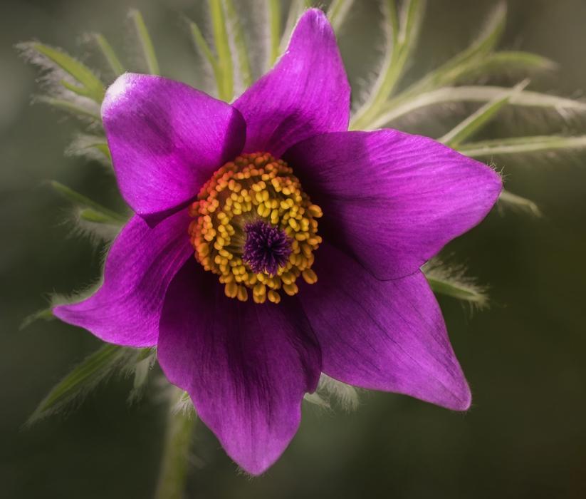 Nature Plant Spring