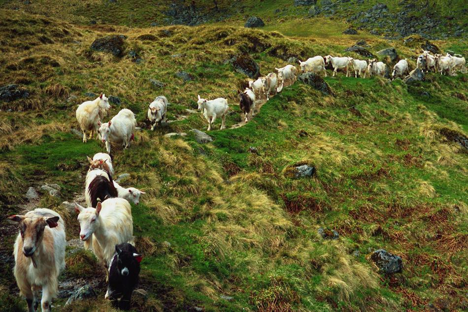 goat farm field herd