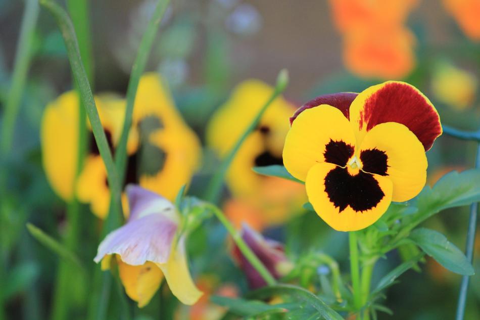Nature Flower Flora