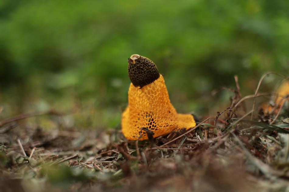 Mushroom Nature Yellow